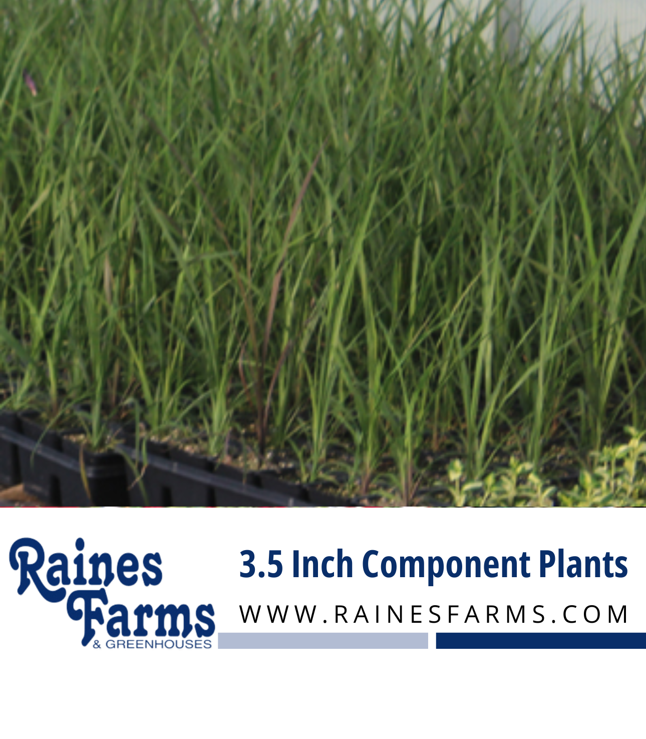 3.5 Inch Component Plants - Sold in 18 count trays